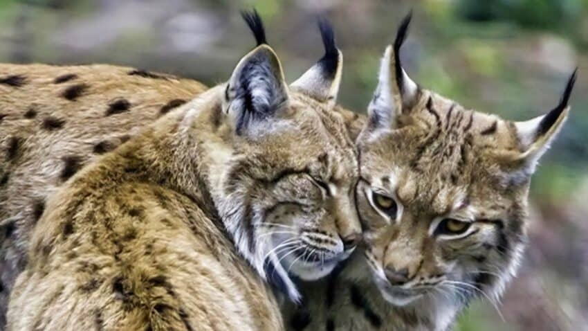 The Lynx in Poland is Thriving